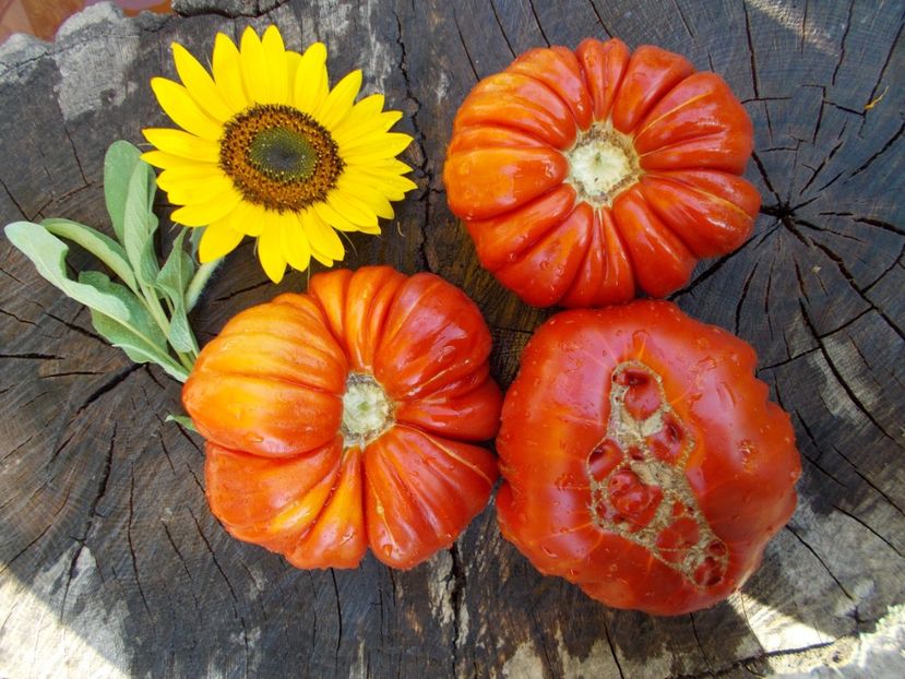  - SEMINTE ROSII - RICCIO DI PARMA