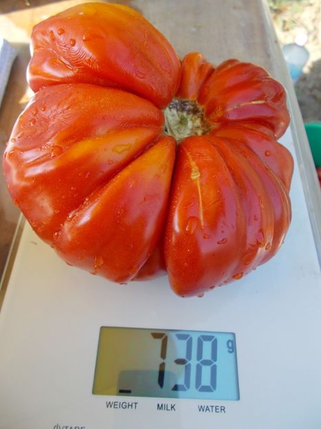  - SEMINTE ROSII - RICCIO DI PARMA