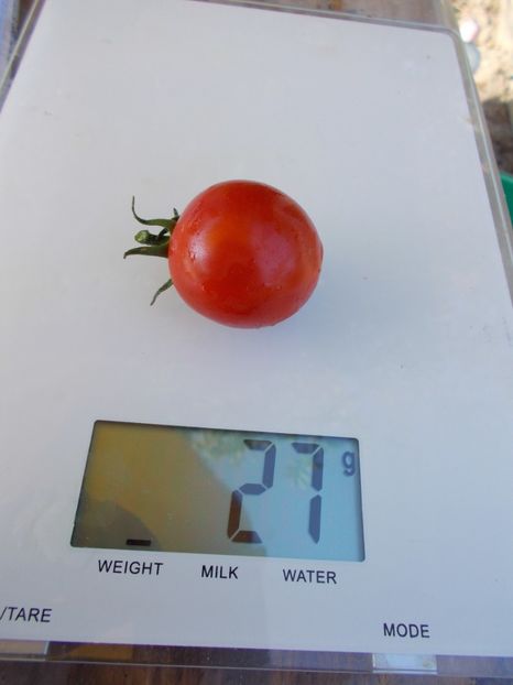  - SEMINTE ROSII - MUSK ZEBRA