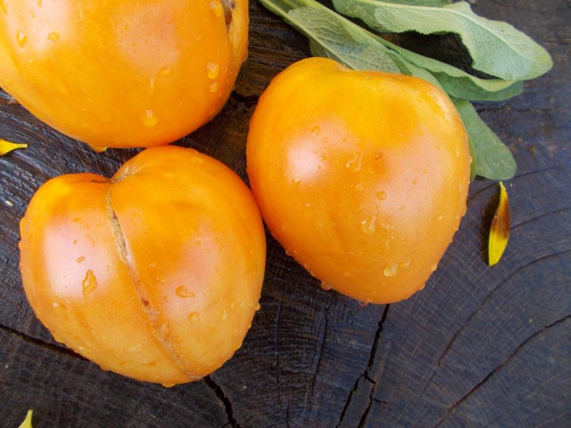  - SEMINTE ROSII - COEUR DE BEUF ORANGE