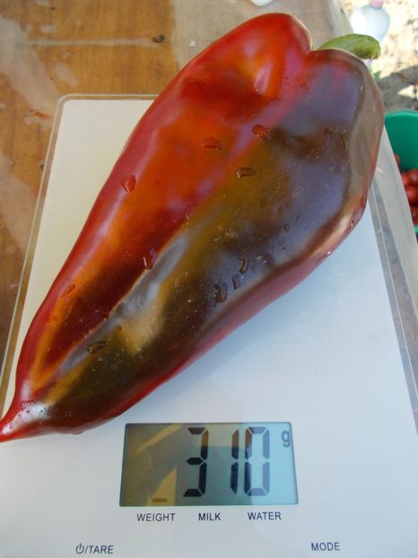  - SEMINTE ARDEI - A 02 CAPIA URECHE DE ELEFANT