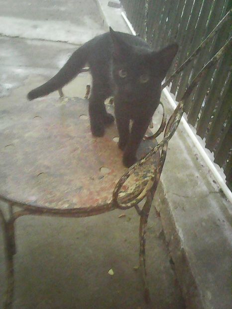 BAGHERA - Prietenii porumbeilor