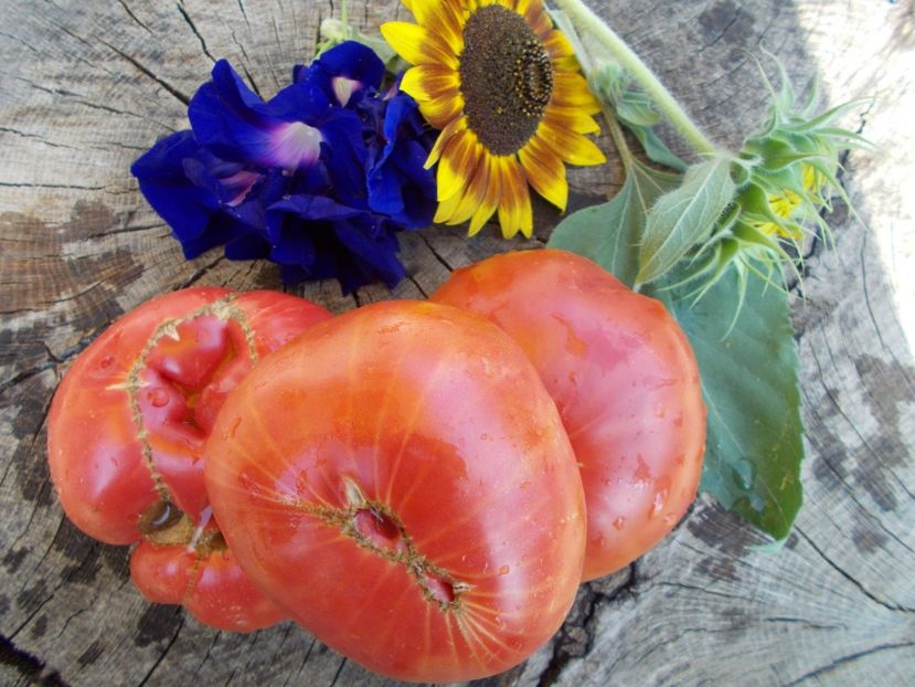  - SEMINTE ROSII - MONARCH