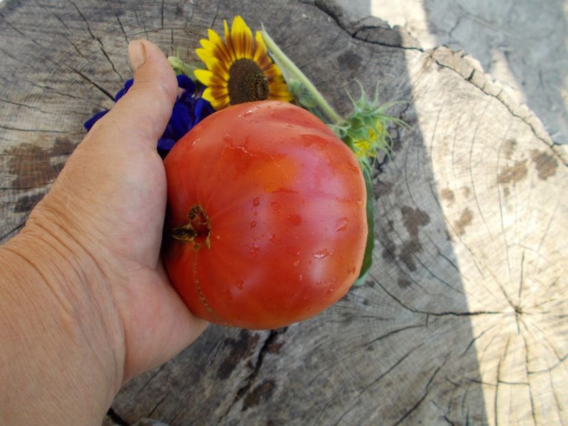  - SEMINTE ROSII - MONARCH