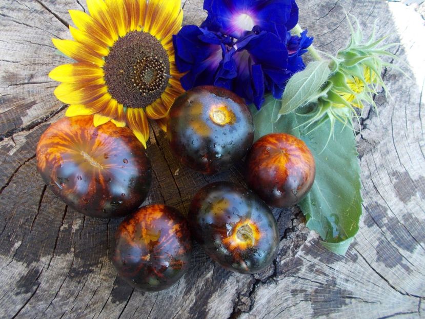  - SEMINTE ROSII - KONIGIN DER NACHT