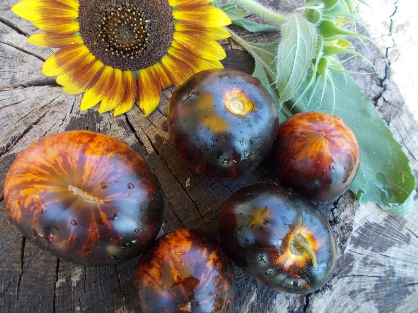  - SEMINTE ROSII - KONIGIN DER NACHT