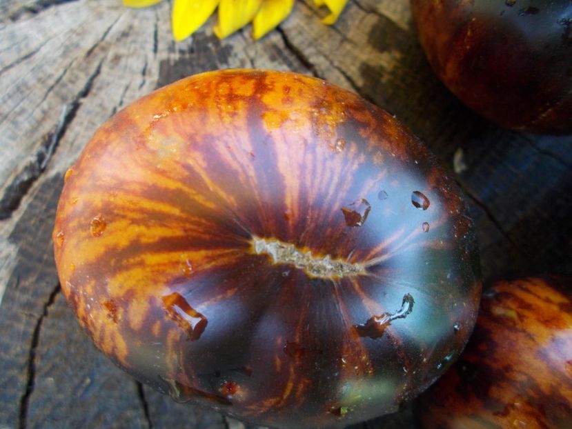  - SEMINTE ROSII - KONIGIN DER NACHT