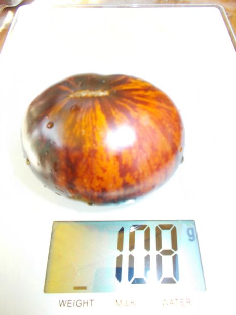  - SEMINTE ROSII - KONIGIN DER NACHT