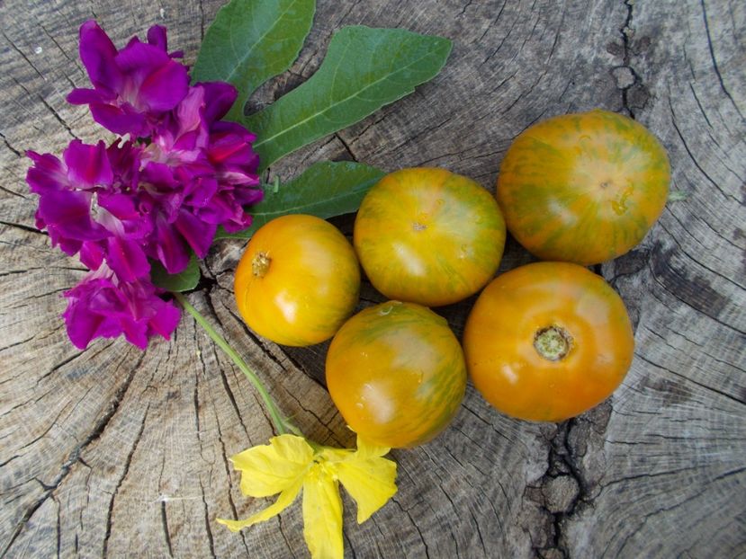  - SEMINTE ROSII - ZEBRA GREEN STRIPE