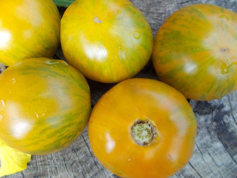  - SEMINTE ROSII - ZEBRA GREEN STRIPE