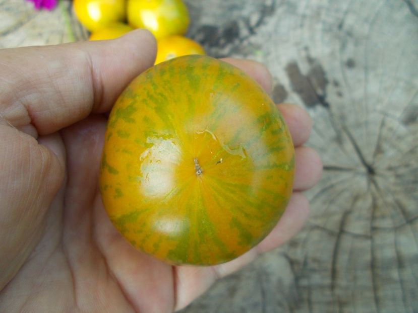  - SEMINTE ROSII - ZEBRA GREEN STRIPE