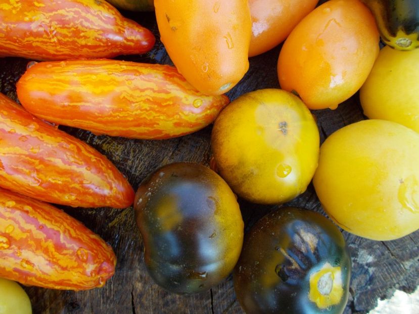  - DE PRIN LUME ADUNATE