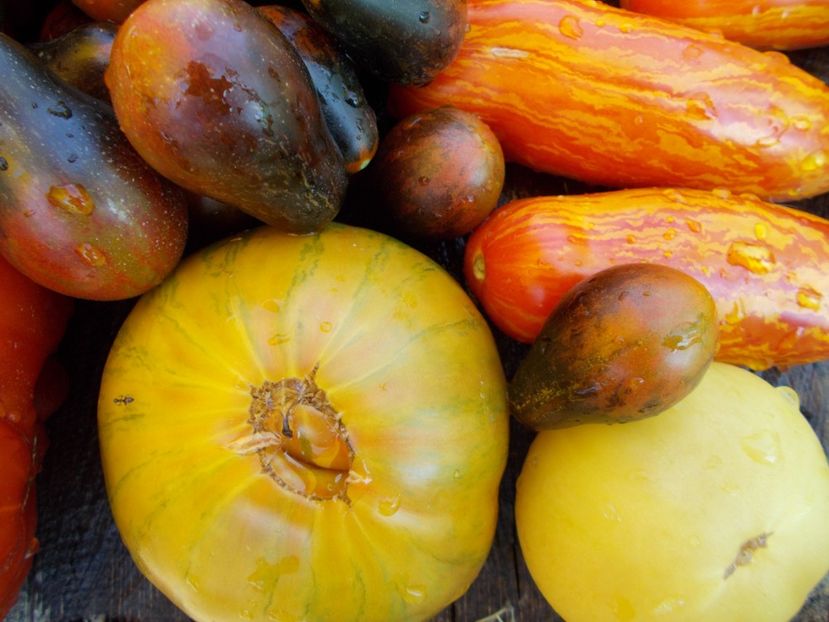  - DE PRIN LUME ADUNATE