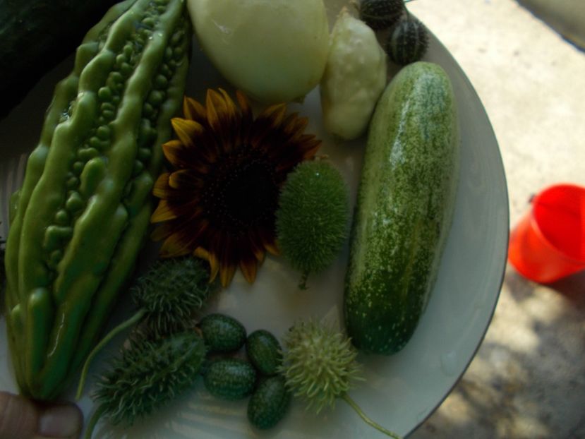  - DE PRIN LUME ADUNATE