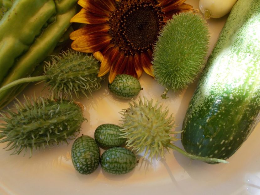  - DE PRIN LUME ADUNATE