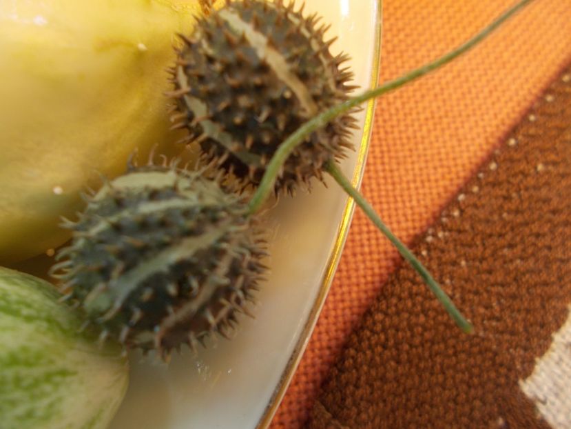  - DE PRIN LUME ADUNATE