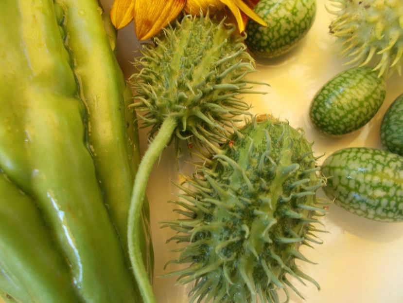  - DE PRIN LUME ADUNATE