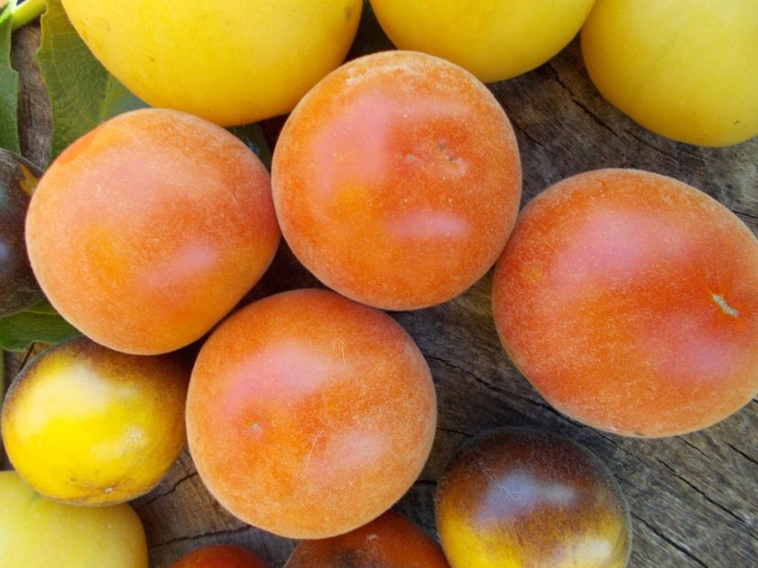  - DE PRIN LUME ADUNATE