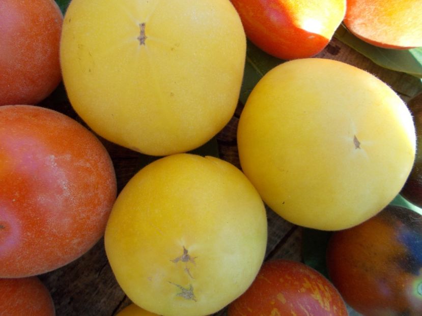  - DE PRIN LUME ADUNATE