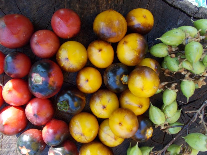  - DE PRIN LUME ADUNATE