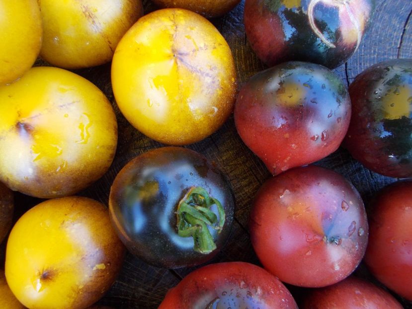  - DE PRIN LUME ADUNATE