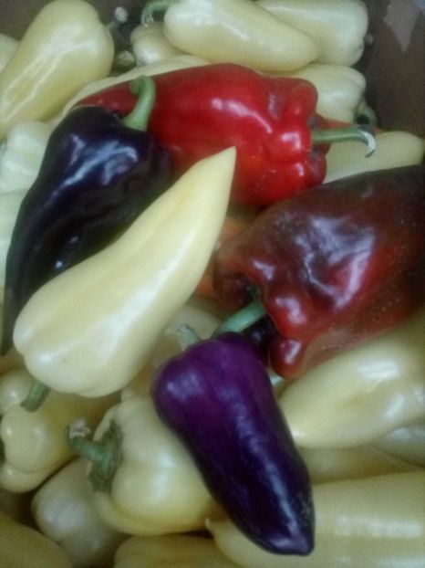  - DE PRIN LUME ADUNATE