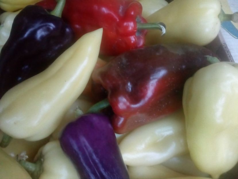  - DE PRIN LUME ADUNATE