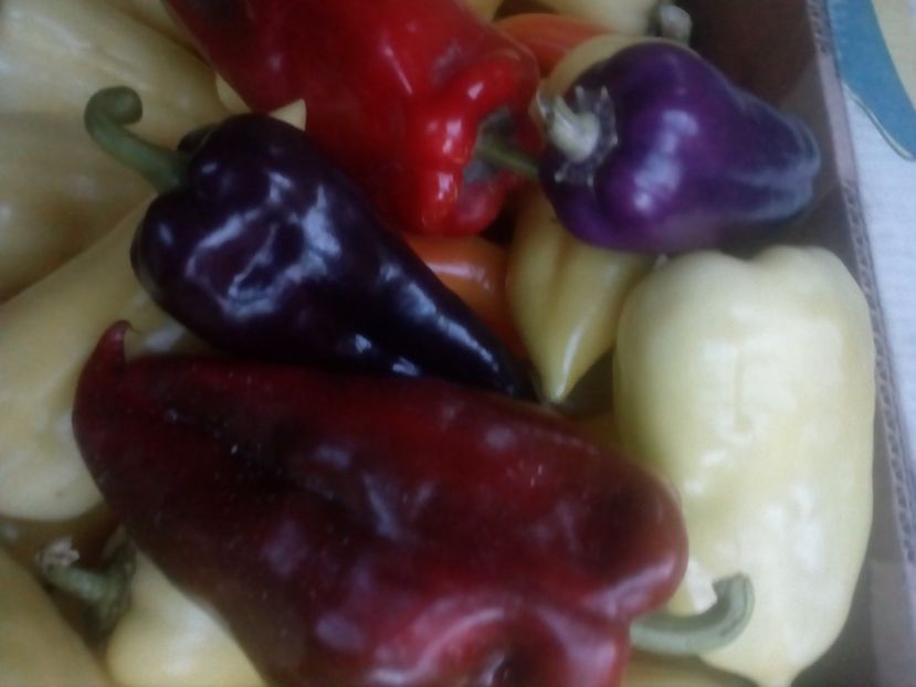  - DE PRIN LUME ADUNATE