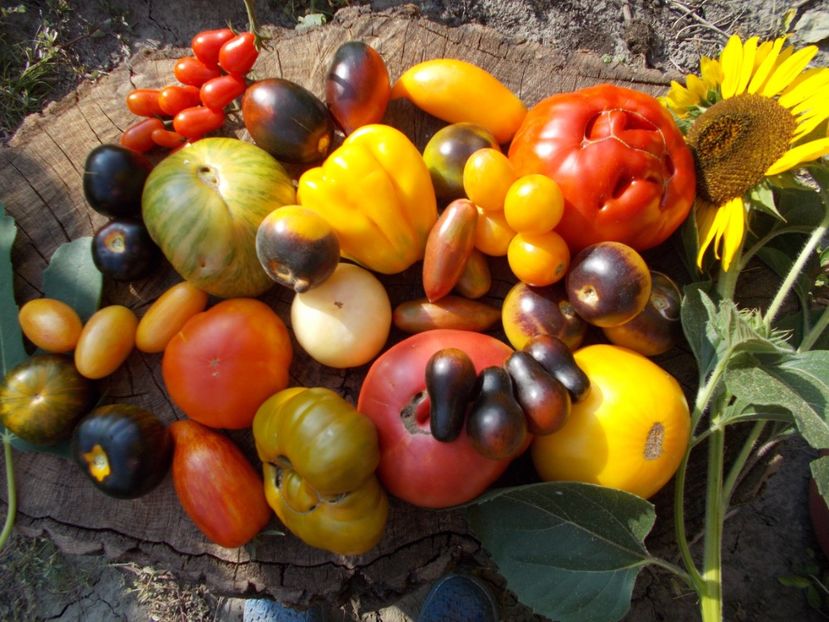  - DE PRIN LUME ADUNATE