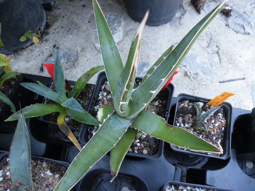 xyloacantha blue - Colectie agave