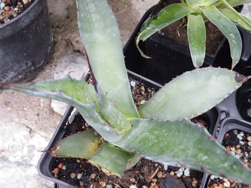 flexispina - Colectie agave