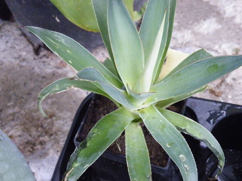 serullata - Colectie agave