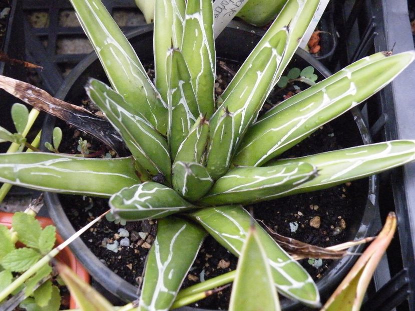 victoria reginae - Colectie agave