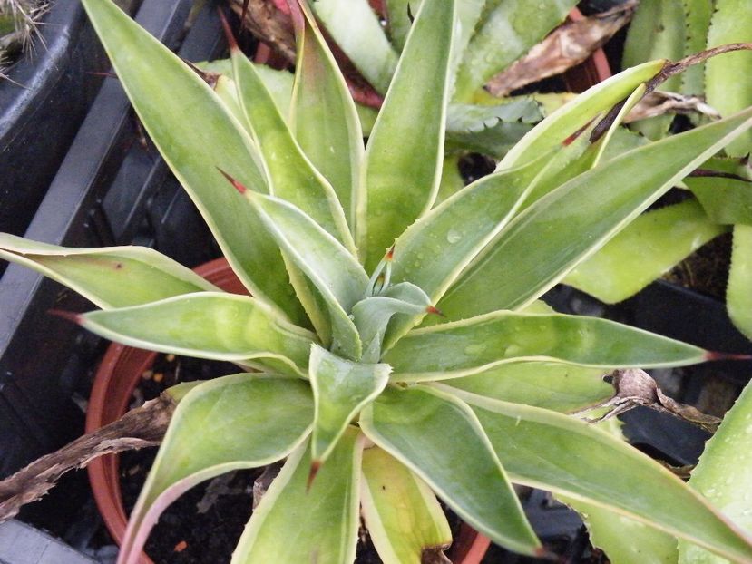  - Colectie agave