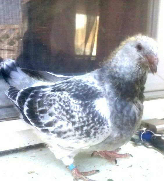  - - A - CRESCATOR POLIVALENT