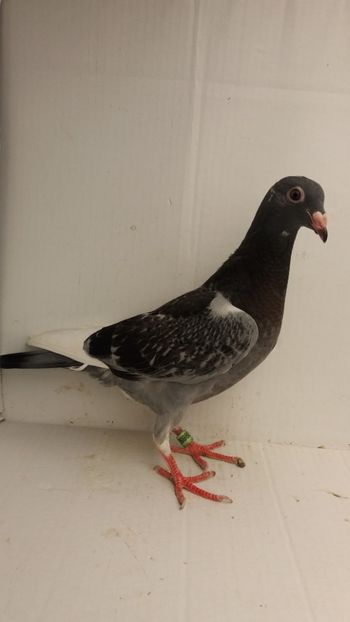 vandut - De vanzare voiajori pui 2018