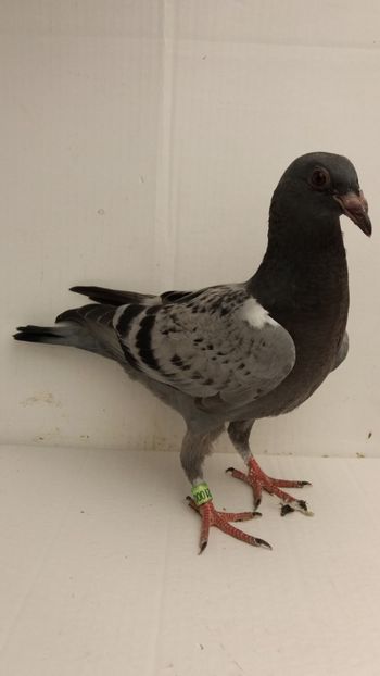 vandut - De vanzare voiajori pui 2018