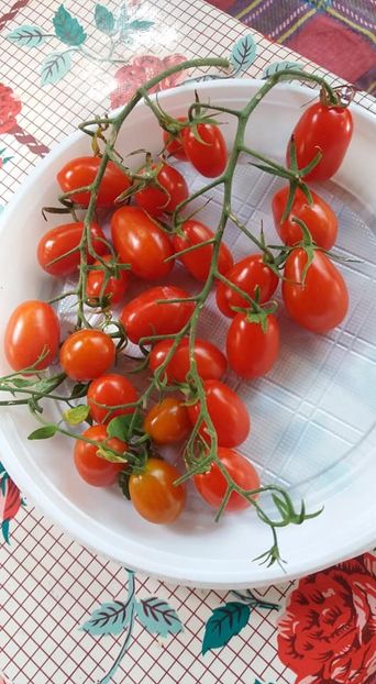 L80 - A-A Gradina de legume 2018