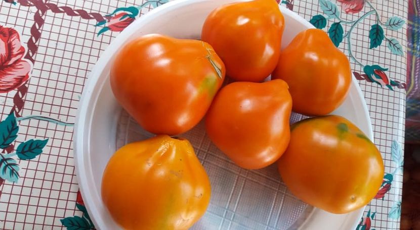 geanta peruviana - A-A Gradina de legume 2018