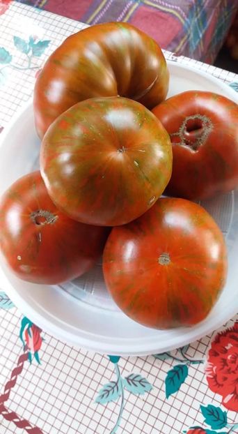 chocolate stripes - A-A Gradina de legume 2018
