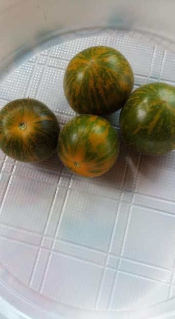 Pride of Flanders - A-A Gradina de legume 2018