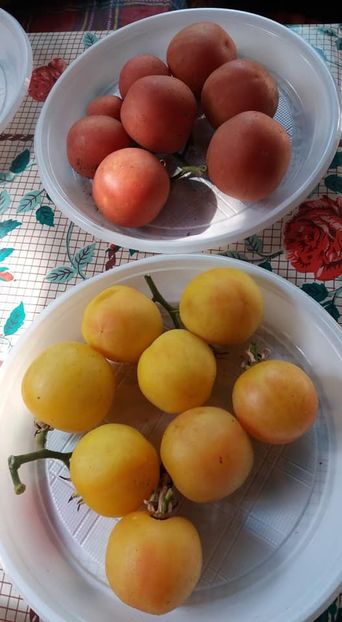  - A-A Gradina de legume 2018