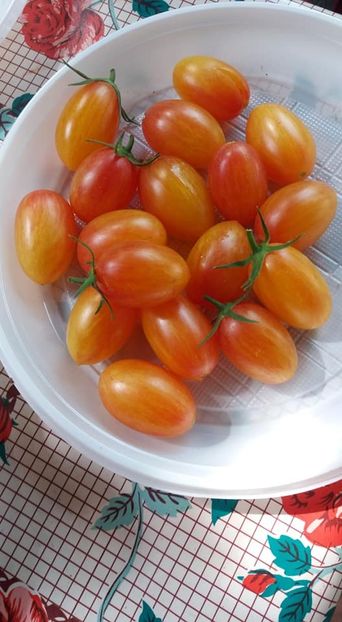 Blush - A-A Gradina de legume 2018
