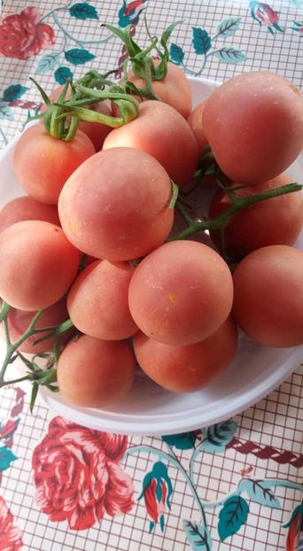  - A-A Gradina de legume 2018