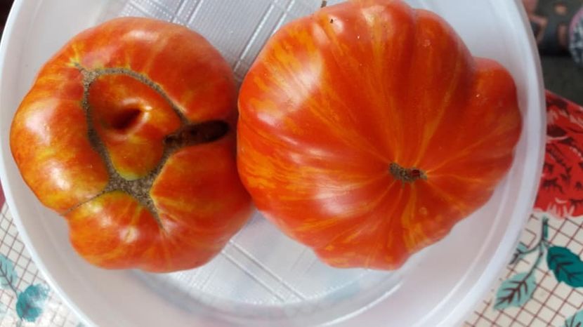 Beuty King - A-A Gradina de legume 2018