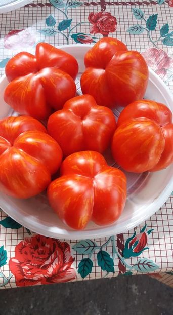 cox orange - A-A Gradina de legume 2018