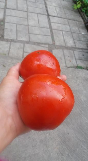  - A-A Gradina de legume 2018