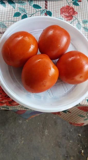 Giant pear - A-A Gradina de legume 2018