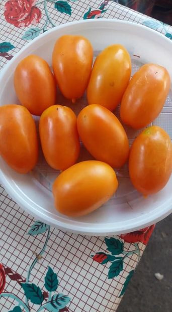 orange icicle - A-A Gradina de legume 2018