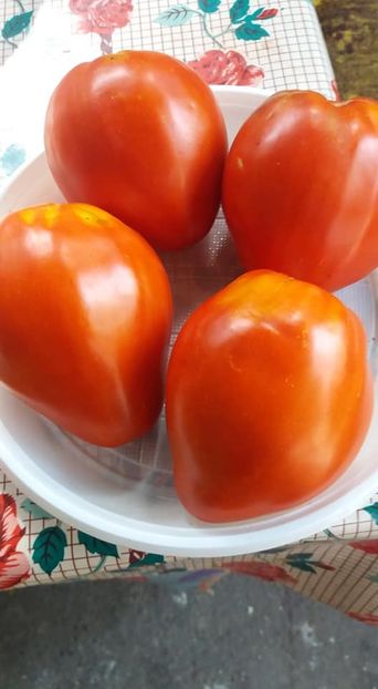 Lacrima fetei - A-A Gradina de legume 2018